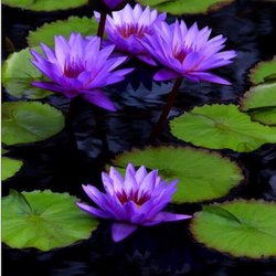Paradise Ponds
