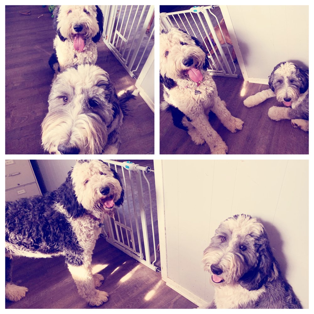 INTEGRITY K9 TRAINERS Updated October 2024 Request Consultation