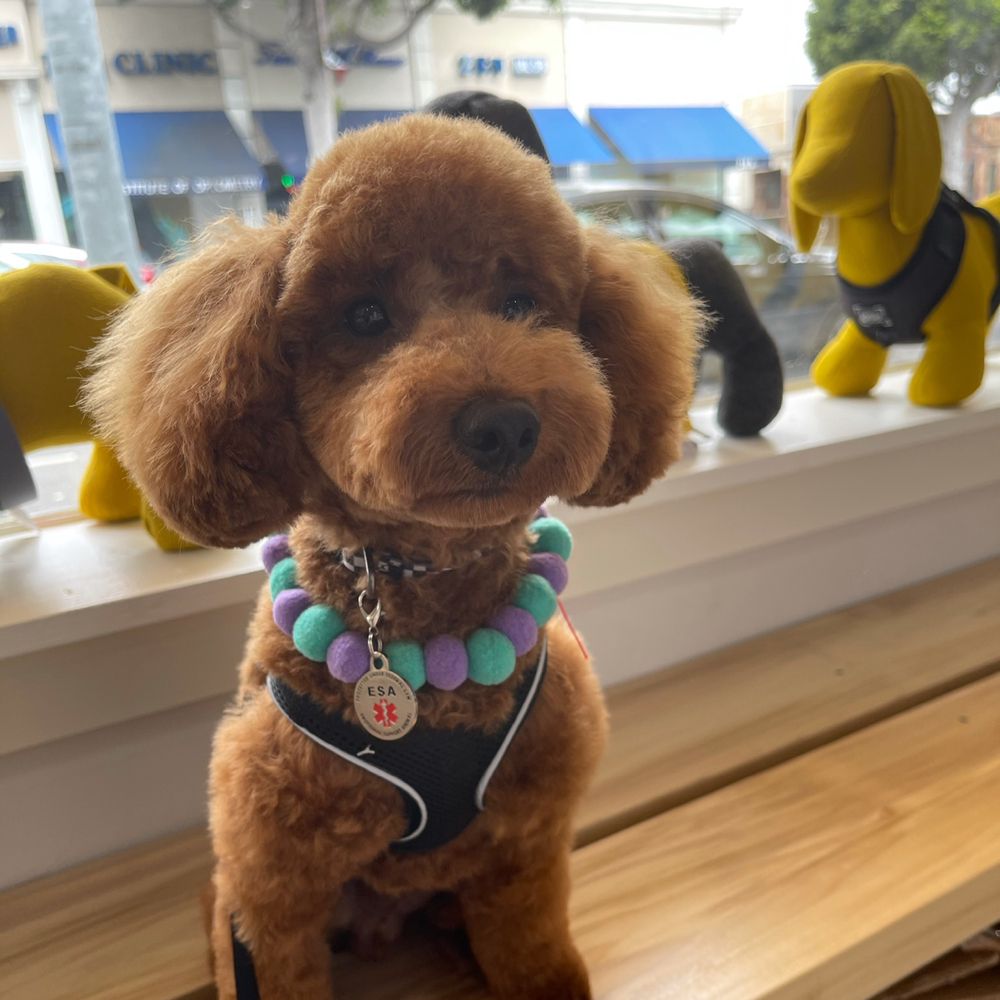 HENLEY STYLE PET GROOMING AND SPA 223 Photos & 111 Reviews 213 S