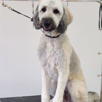 Paws-A-While - Pet Groomers Near Me - Clare, Michigan