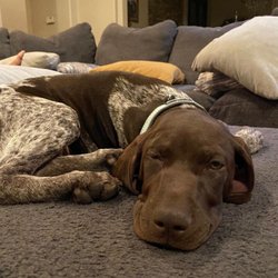 Bark Busters Home Dog Training Henderson & Las Vegas