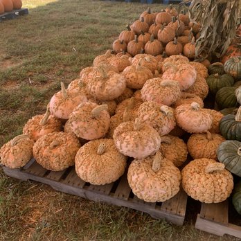 Mountain Man Farms - Peanut pumpkins - Flowers & Gifts Near Me - Concord, North Carolina Mountain Man Farms - Peanut pumpkins - Flowers & Gifts Near Me - Concord, North Carolina
