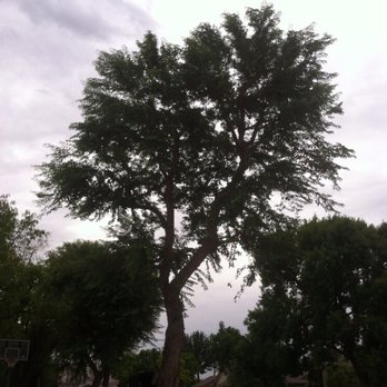 Next Generation Tree Care - Mature Sissoo Tree after a complete crown thin was just completed. - Tree Services Near Me Next Generation Tree Care - Mature Sissoo Tree after a complete crown thin was just completed. - Tree Services Near Me