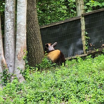 Zoo Knoxville - Zoos Near Me - Knoxville, Tennessee Zoo Knoxville - Zoos Near Me - Knoxville, Tennessee