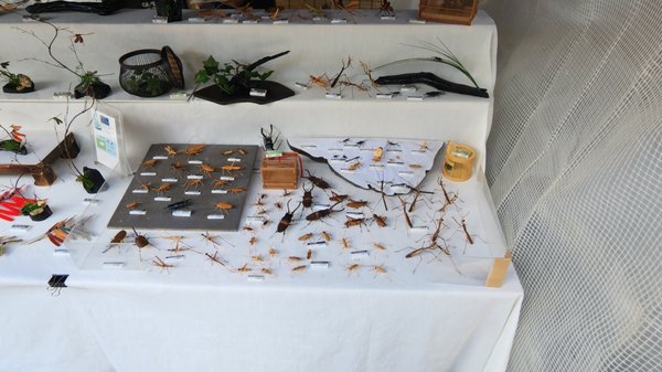 Kitano Tenmangu Shrine by null