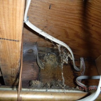 Eagle Eye Inspections - Here is a picture from Franklin Lakes NJ. Beautiful house. What did I find in a basement? This is carpenter ant frass. Carpenter ant frass i - Home Inspectors Near Me - Maywood, New Jersey Eagle Eye Inspections - Here is a picture from Franklin Lakes NJ. Beautiful house. What did I find in a basement? This is carpenter ant frass. Carpenter ant frass i - Home Inspectors Near Me - Maywood, New Jersey