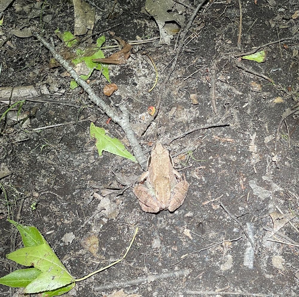 Freneau Woods Park Image