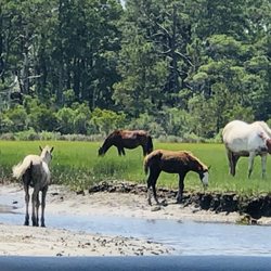 Salt Water Pony Tours - Ponies grazing