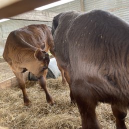 Calves Calves