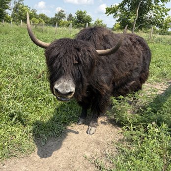 Woolly Yak Ranch & Winery - Ranches Near Me - Arcadia, Indiana Woolly Yak Ranch & Winery - Ranches Near Me - Arcadia, Indiana