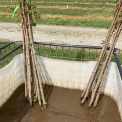 Urban Forest Nursery, Inc - Before planting all trees are dipped in myccorhizae solution.