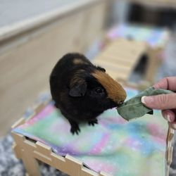 The Capybara Cafe - Reese the guinea pig