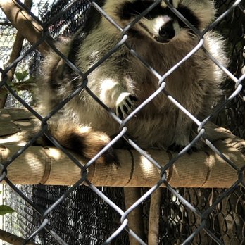 Orange County Zoo - Raccoon - Zoos Near Me - Orange, California Orange County Zoo - Raccoon - Zoos Near Me - Orange, California