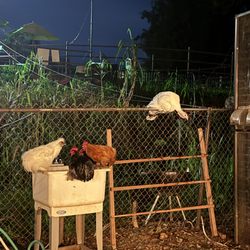 Nalo Keiki Paniolo - Turkey sleeping on the fence..