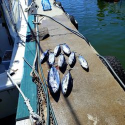 Captain Dons Sport Fishing - Tuna.