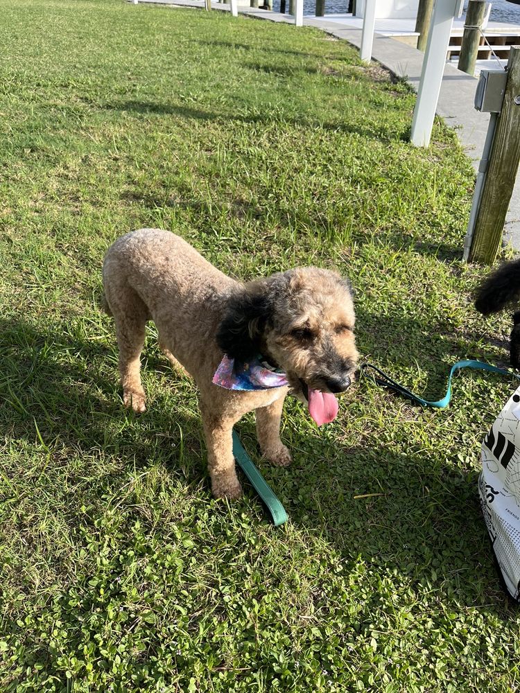 Knudawn Southern Goldendoodles & K9 Training Image