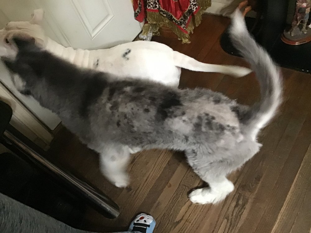 BARKER’S MOBILE PET GROOMING 26 Photos 3801 Beechwood Blvd, Tampa