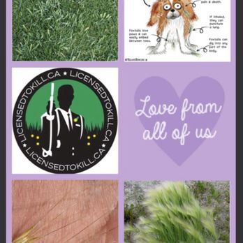 Licensed To Kill - Dangers of foxtail. - Lawn Services Near Me Licensed To Kill - Dangers of foxtail. - Lawn Services Near Me