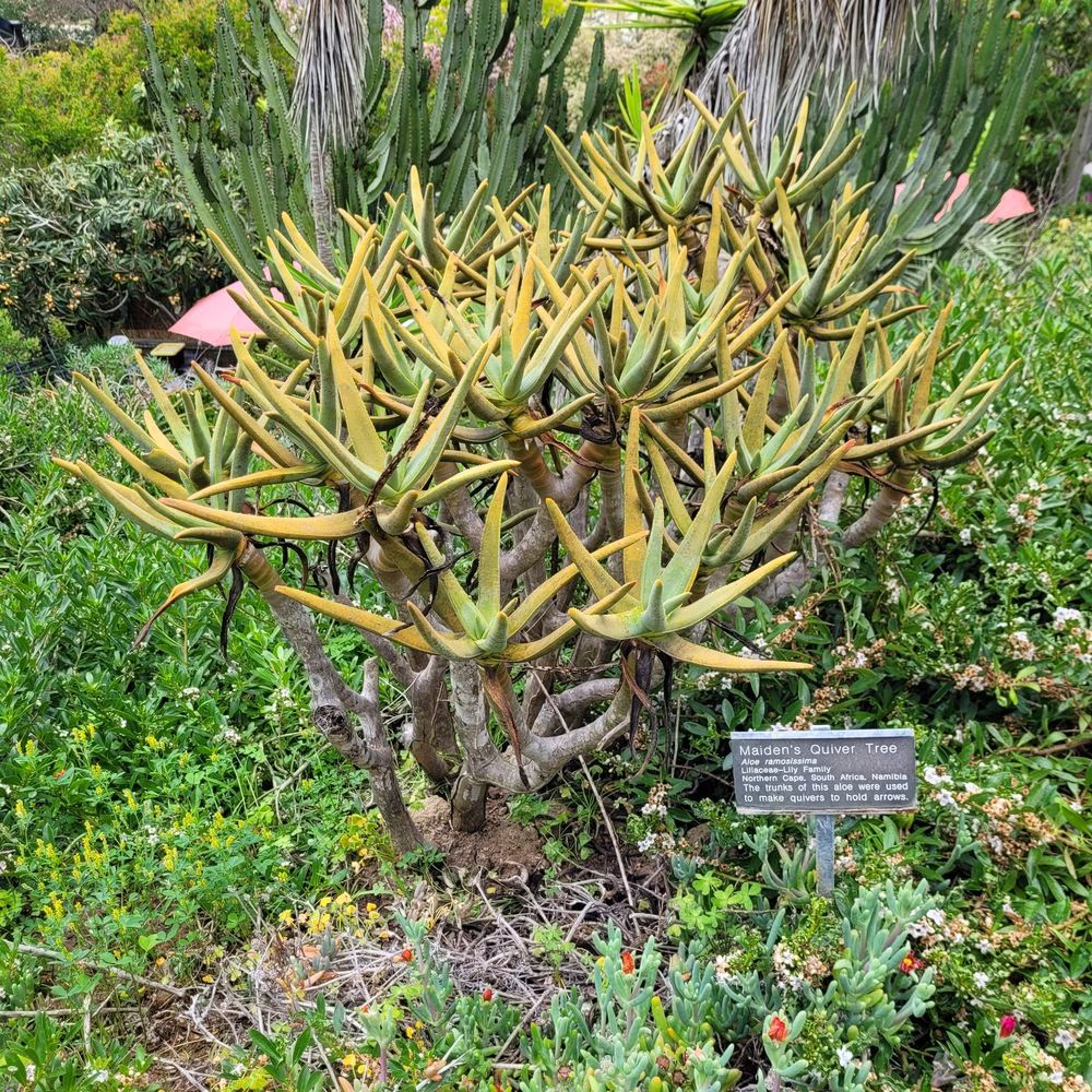 San Diego Botanic Garden - Botanical Gardens Near Me - Encinitas, California