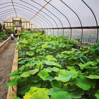 Hughes Water Gardens - Nurseries & Gardening Near Me - Tualatin, Oregon