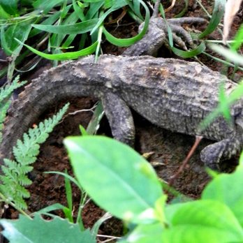 Zealandia - Zoos Near Me - Wellington, WGN Zealandia - Zoos Near Me - Wellington, WGN