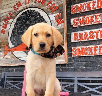 Water Dog Smoke House by null