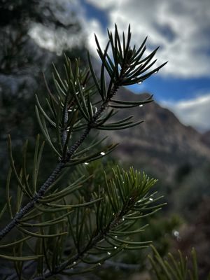 Red Rock Canyon by null
