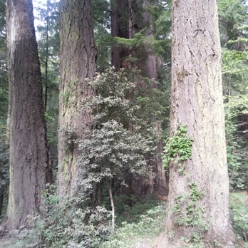 Drive-Thru Tree - trees! - Parks Near Me - Leggett, California Drive-Thru Tree - trees! - Parks Near Me - Leggett, California