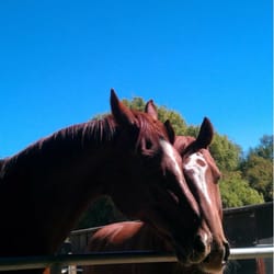 Covered Bridge Equestrian - Pilgrim and Oak exchanging breaths at Covered Bridge.
