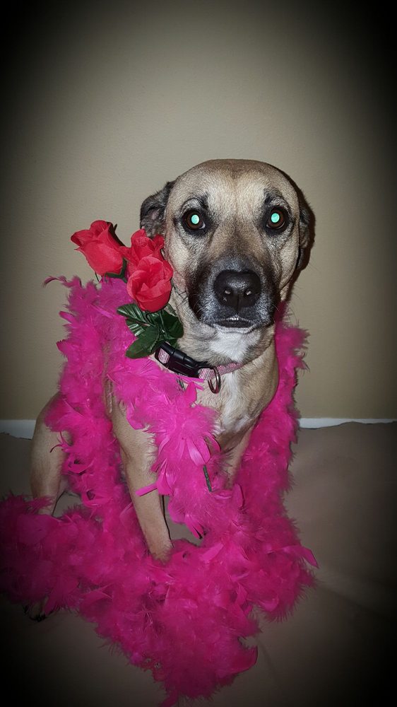 CINDY’S PET PLACE Updated June 2024 1130 Zion Hill Lp, Weatherford