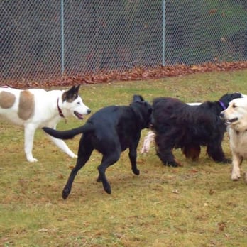 Attleboro Dog Park - Dog Parks Near Me - Attleboro, Massachusetts Attleboro Dog Park - Dog Parks Near Me - Attleboro, Massachusetts
