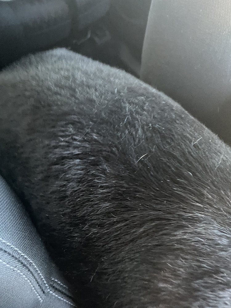 HAPPY TAILS PET SPA Updated July 2024 153 Photos & 103 Reviews