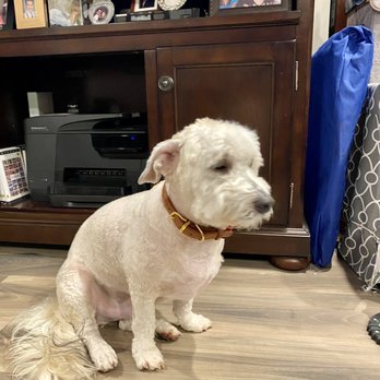 PetSmart - After grooming - Pet Stores Near Me - San Carlos, California PetSmart - After grooming - Pet Stores Near Me - San Carlos, California