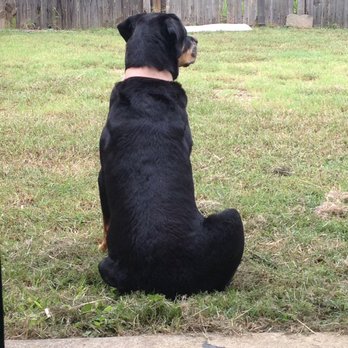 Kickin K-9s Pet Services - Pet Sitting Near Me - Fort Worth, Texas Kickin K-9s Pet Services - Pet Sitting Near Me - Fort Worth, Texas