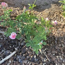 Major drip repair DIRECTLY behind newly planted rose - completely unscathed! Major drip repair DIRECTLY behind newly planted rose - completely unscathed!