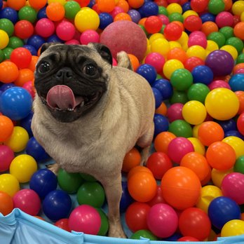 Lily's Play-N-Stay - Pet Boarding Near Me - Belton, Missouri Lily's Play-N-Stay - Pet Boarding Near Me - Belton, Missouri