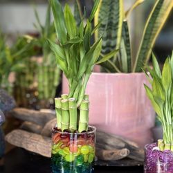 Harmony Bamboo