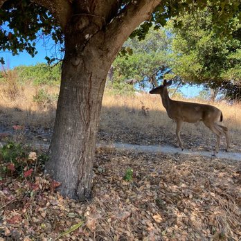 China Camp State Park - Mommy deer. The baby deer is ahead of the mommy. Baby deer not in this photo. - Parks Near Me - San Rafael, California China Camp State Park - Mommy deer. The baby deer is ahead of the mommy. Baby deer not in this photo. - Parks Near Me - San Rafael, California