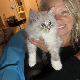 My kitten My kitten