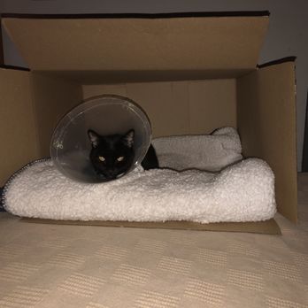 Rainbow Veterinary Hospital - Midnight - Veterinarians Near Me - Burbank, California Rainbow Veterinary Hospital - Midnight - Veterinarians Near Me - Burbank, California