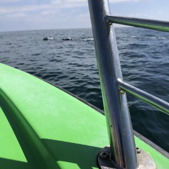 Newport Para-Sail - Pods of dolphins - Boating Near Me - Newport Beach, California Newport Para-Sail - Pods of dolphins - Boating Near Me - Newport Beach, California