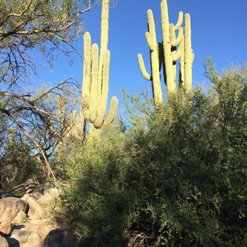 Ventana Canyon Hiking Trail - So many cacti on the trail! - Hiking Near Me - Tucson, Arizona Ventana Canyon Hiking Trail - So many cacti on the trail! - Hiking Near Me - Tucson, Arizona