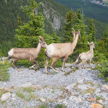 Banff Gondola - Mountain goats we saw along the path! - Parks Near Me - Banff, Alberta
