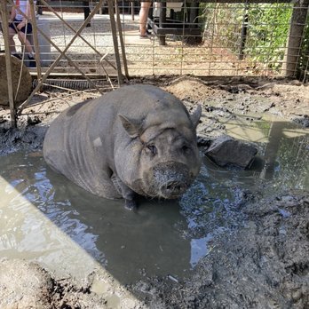 SoCalMiniPigs - I named them biggie piggie - Pet Breeders Near Me - Valley Center, California SoCalMiniPigs - I named them biggie piggie - Pet Breeders Near Me - Valley Center, California