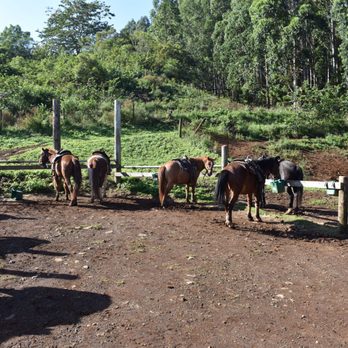 Wailea Horseback Adventure - Horseback Riding Near Me - Hakalau, Hawaii
