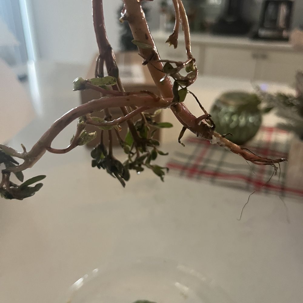 Wawa - Nasty whole root in my salad along with some wilted cucumbers - Fast Food Near Me - St. Augustine, Florida