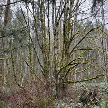 Snoqualmie Point Park - Parks Near Me - Snoqualmie, Washington