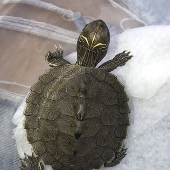 Pinellas County Reptiles - Pet Services Near Me - Largo, Florida