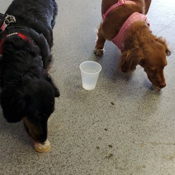 Dogs-N-Donuts - Coffee & Tea Near Me - Tucson, Arizona Dogs-N-Donuts - Coffee & Tea Near Me - Tucson, Arizona