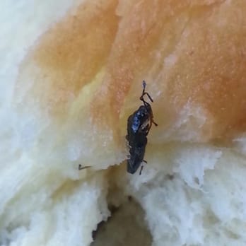 Donut Star - This bug was cooked into the donuts. - Donuts Near Me - Sacramento, California Donut Star - This bug was cooked into the donuts. - Donuts Near Me - Sacramento, California